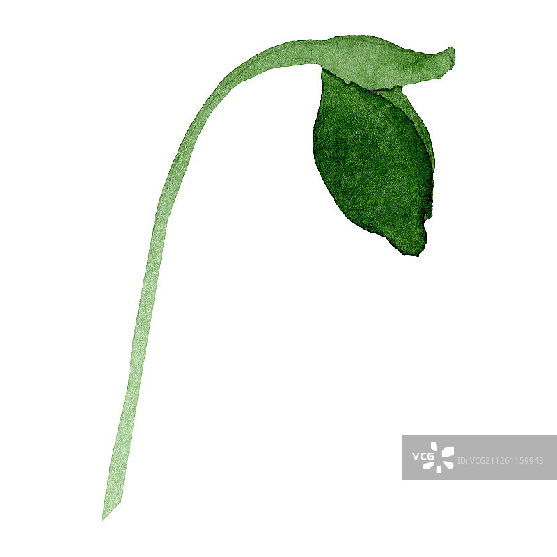 水彩耧斗菜花蕾插画元素图片素材