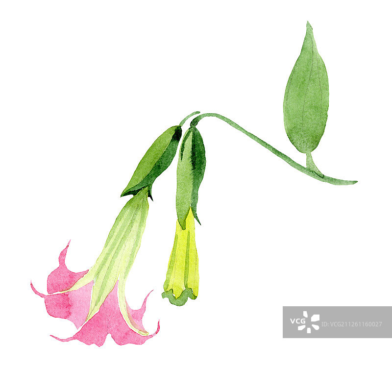 曼陀罗花水彩插画元素图片素材