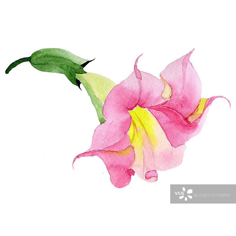 曼陀罗花水彩插画元素图片素材