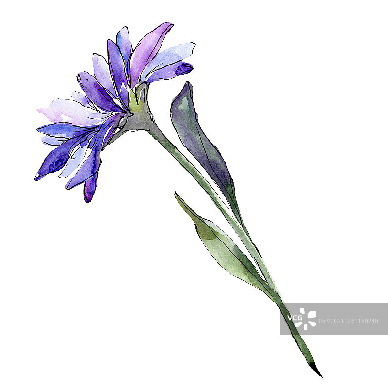 蓝色翠菊与绿叶水彩插画元素图片素材