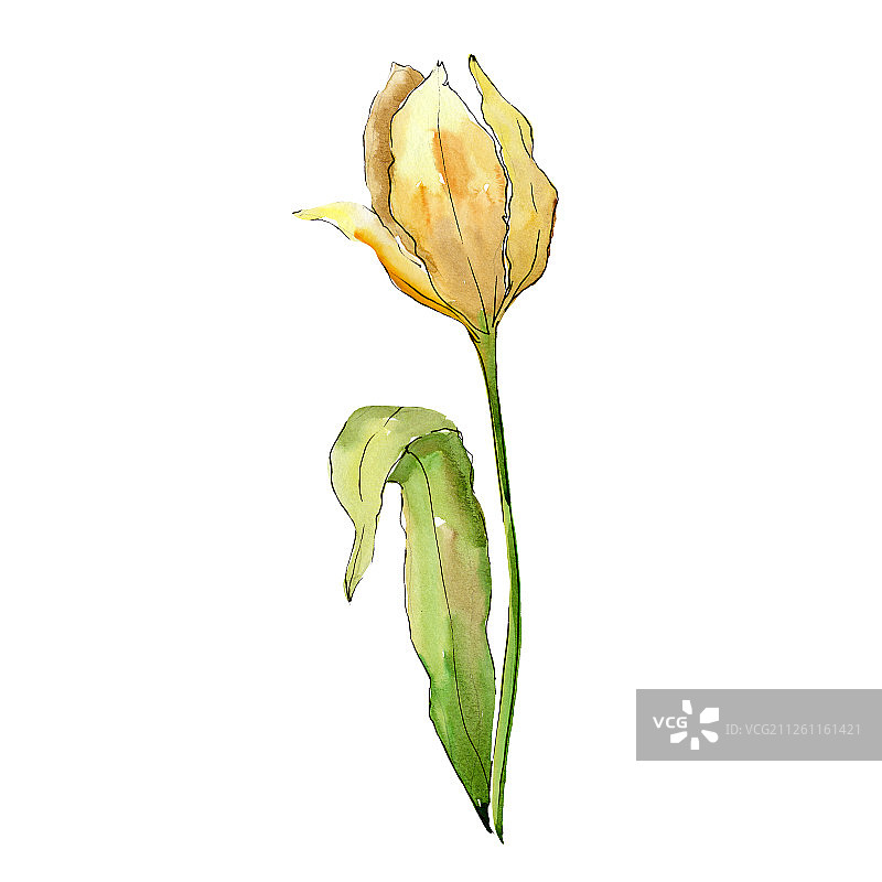 黄色郁金香水彩插画图片素材