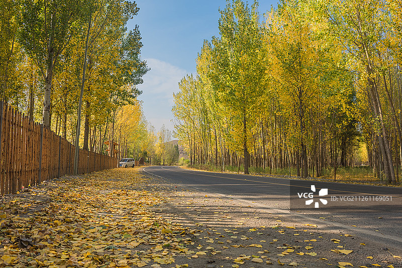 秋季的中国新疆北部乡村道旁金黄的白桦树图片素材