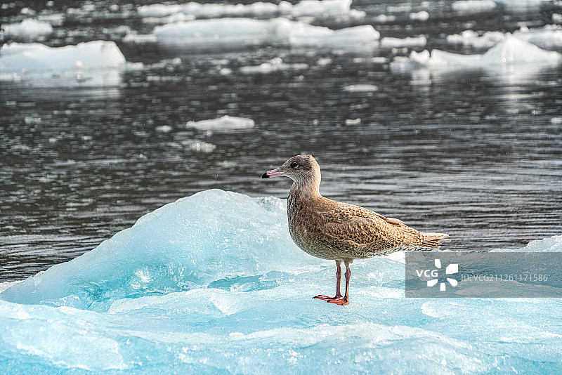 冰岛海鸥冰川图片素材
