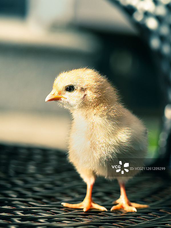 小黄鸡鸡雏图片素材