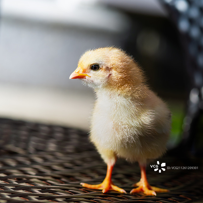 小黄鸡鸡雏图片素材