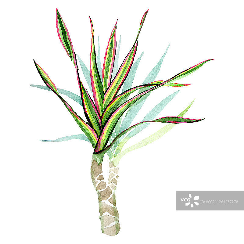 三色龙血树水彩背景插图图片素材