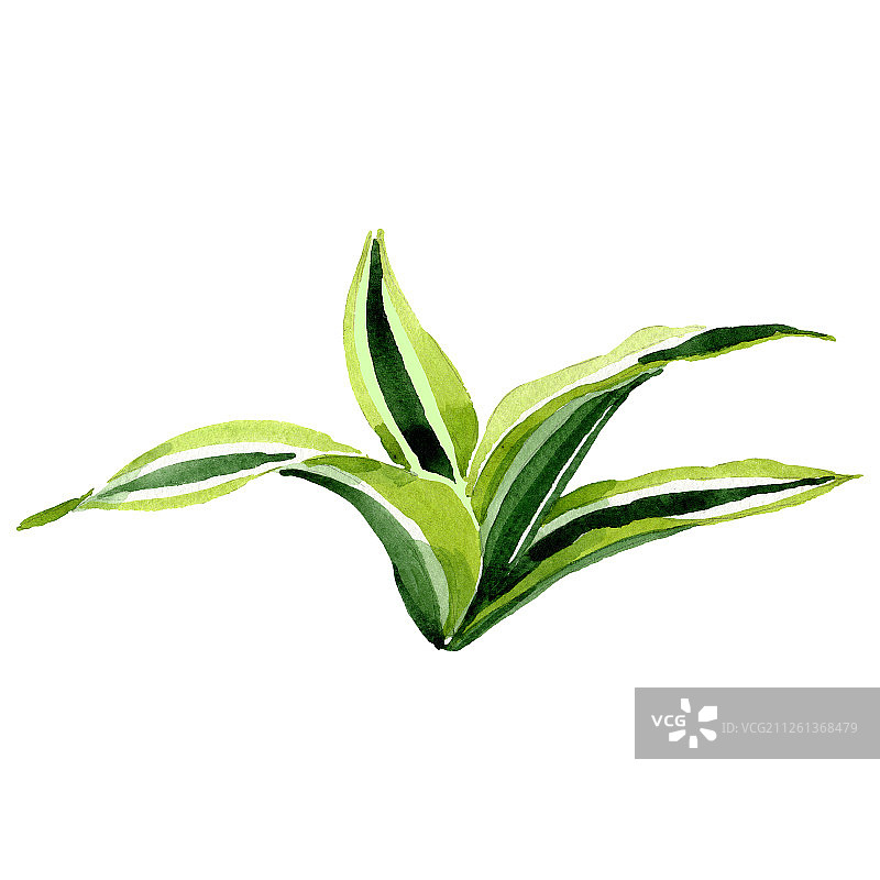 龙血树花卉植物水彩背景图案，龙血树元素插画图片素材