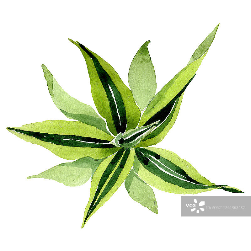 龙血树花卉植物水彩背景图案，龙血树元素插画图片素材