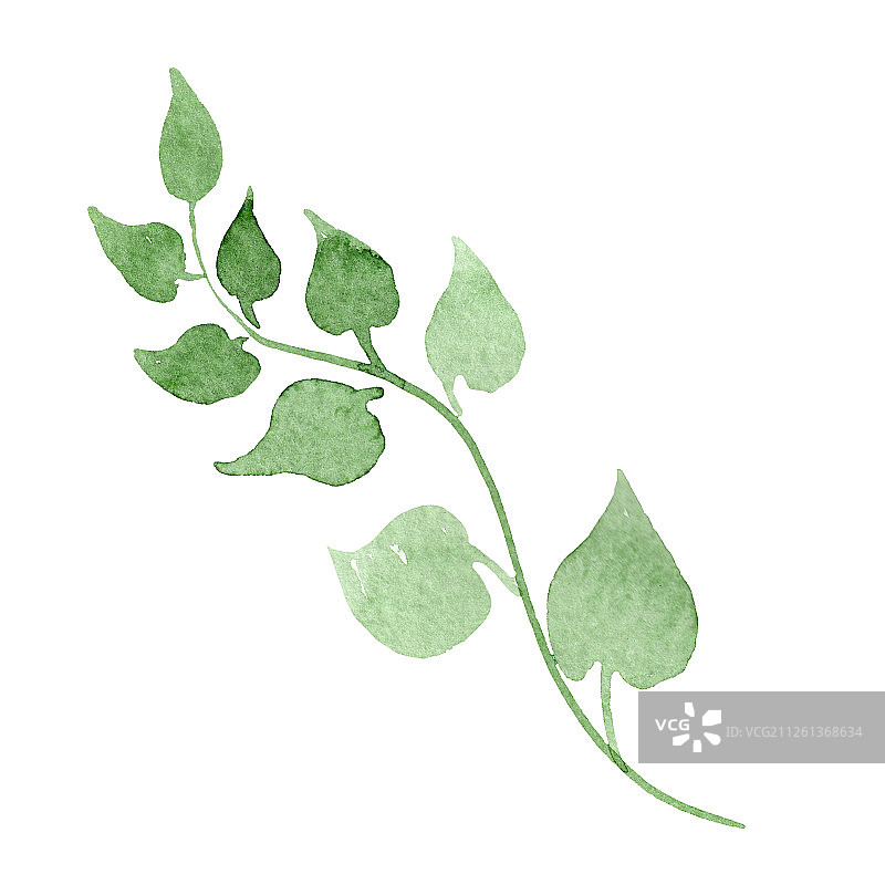 绿色叶子花卉植物水彩背景素材。独立叶子元素图片素材