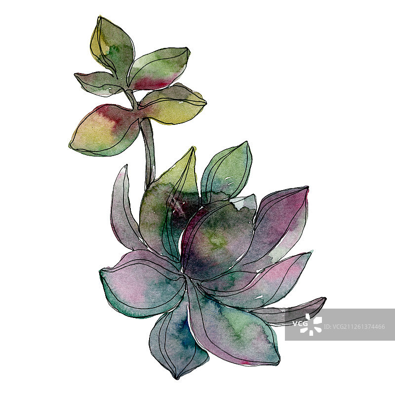 水彩多肉植物花卉插画图片素材
