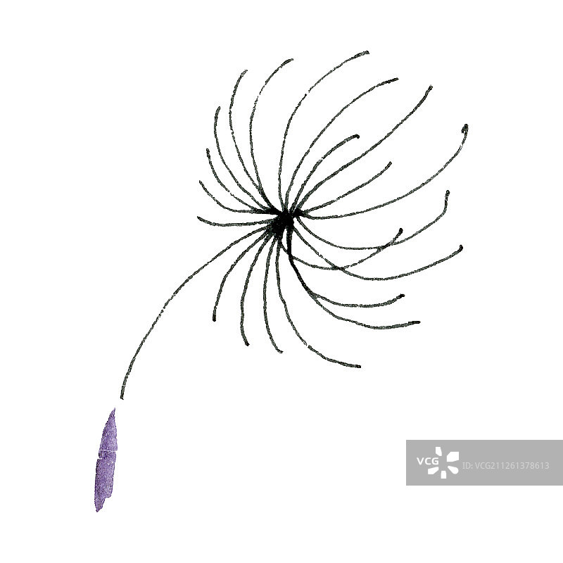 蒲公英种子水彩背景插画集，独立植物元素图片素材