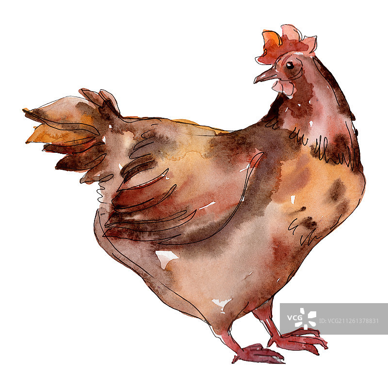 孤立的家禽母鸡：水彩背景插图集，孤立的鸡插图元素图片素材