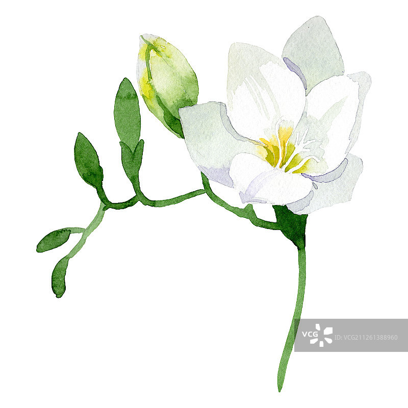 白色小苍兰花卉植物花朵水彩背景图案小苍兰元素图片素材