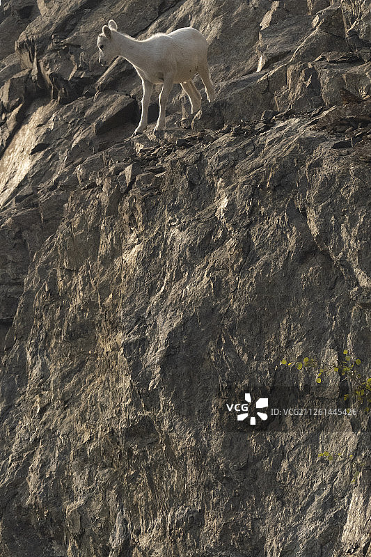 道尔绵羊图片素材