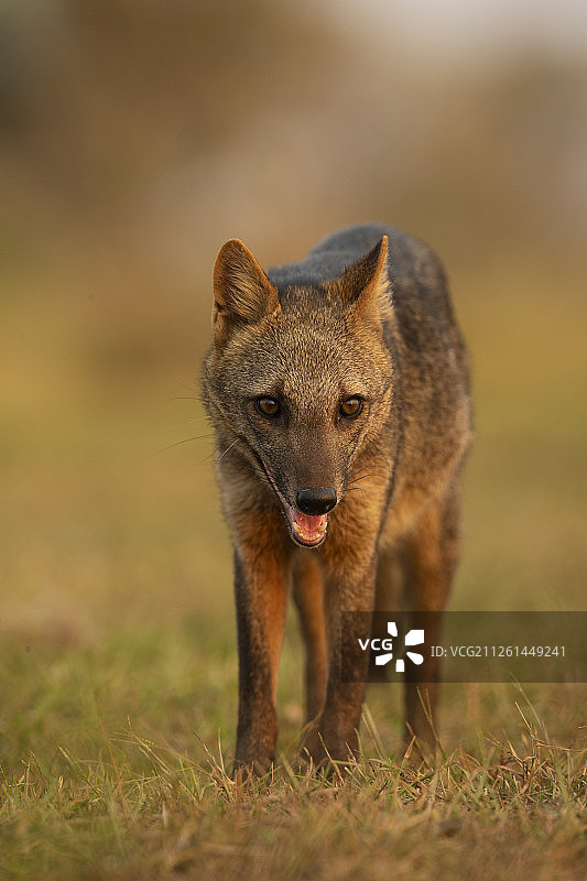 食蟹狐图片素材