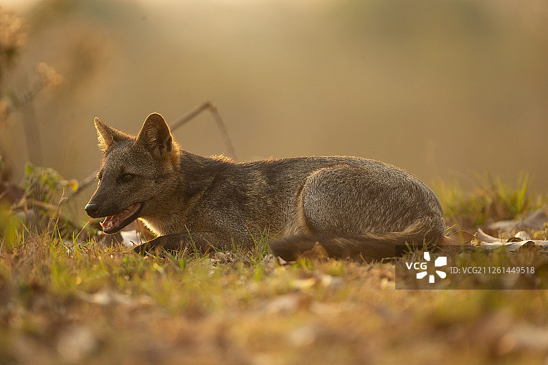 食蟹狐图片素材
