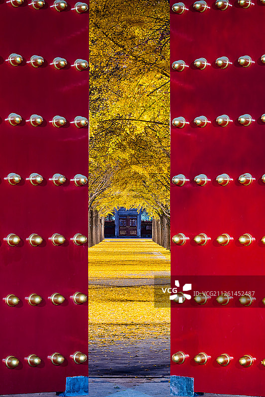 地坛银杏大道图片素材