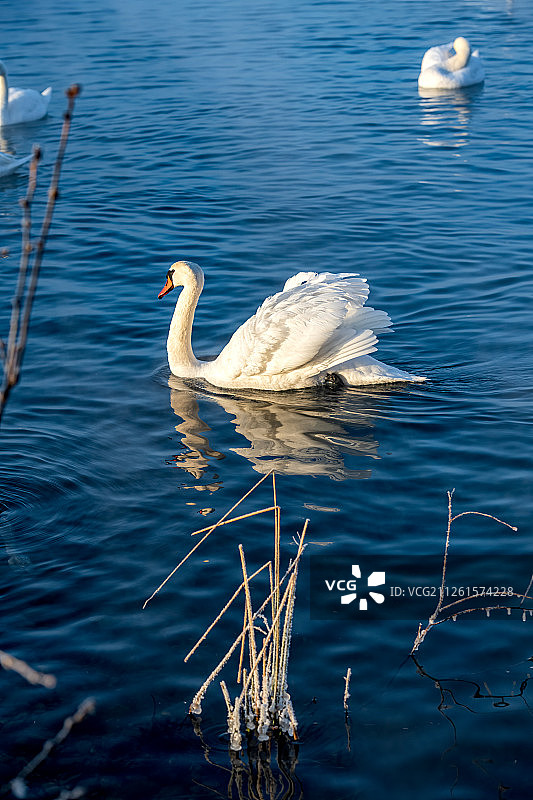 新疆伊宁的天鹅泉图片素材