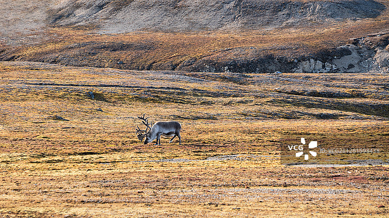 北美驯鹿图片素材