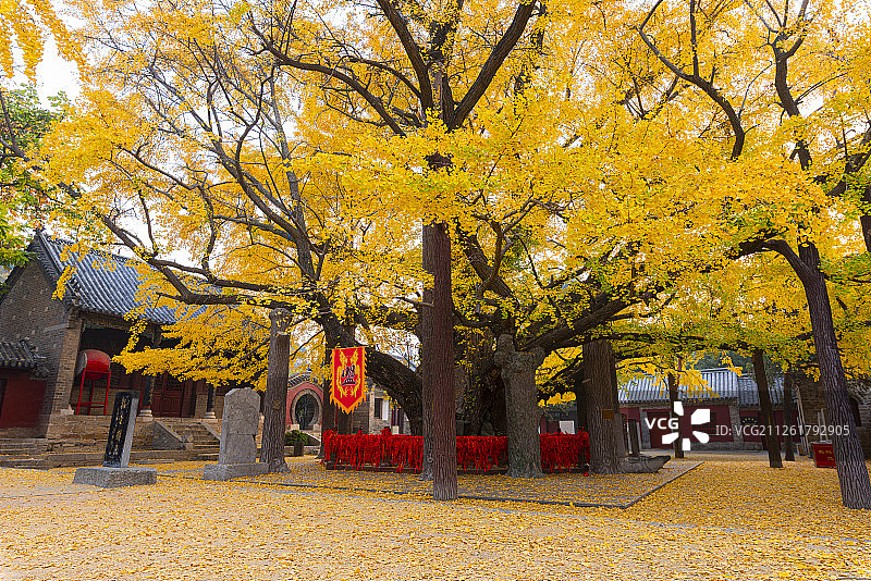 山东莒县定林寺里的千年古银杏图片素材