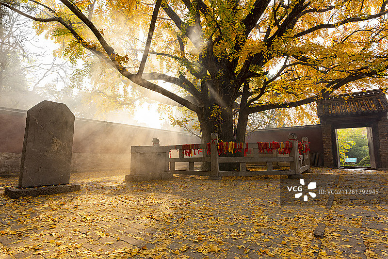 山东莒县定林寺里的千年古银杏图片素材