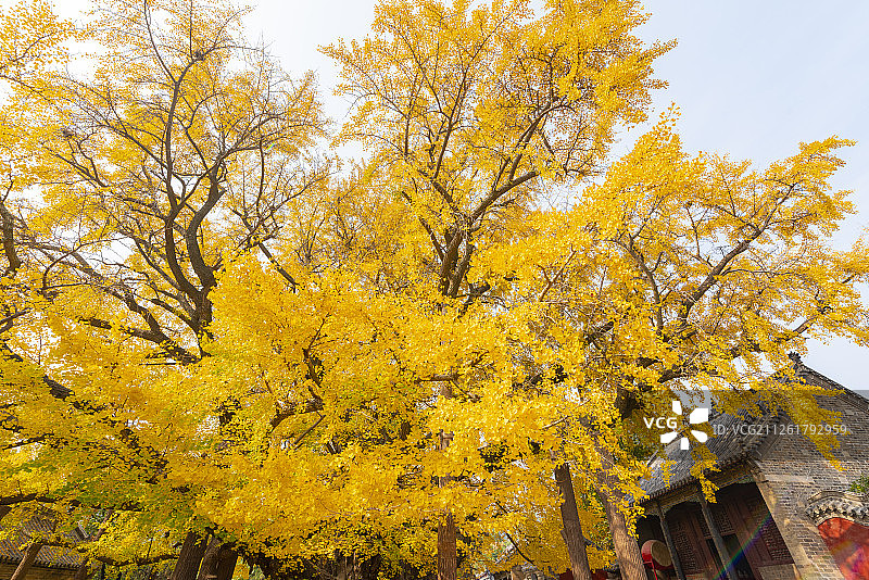 山东莒县定林寺里的千年古银杏图片素材