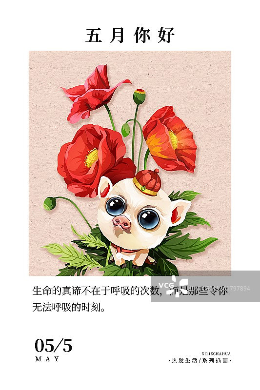 十二生肖猪与虞美人五月你好月份海报竖版图片素材