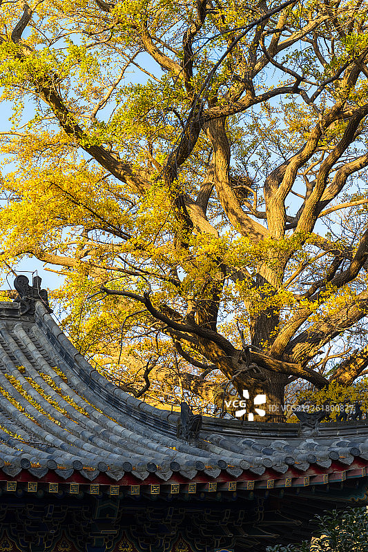 秋季的青岛崂山太清宫景色图片素材
