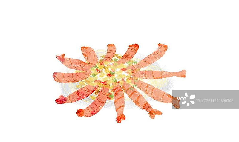 盆菜虾图片素材