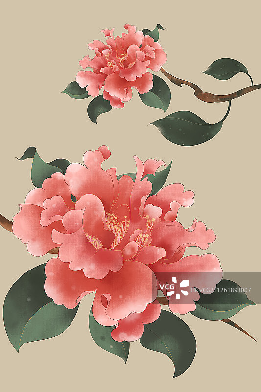 牡丹图图片素材