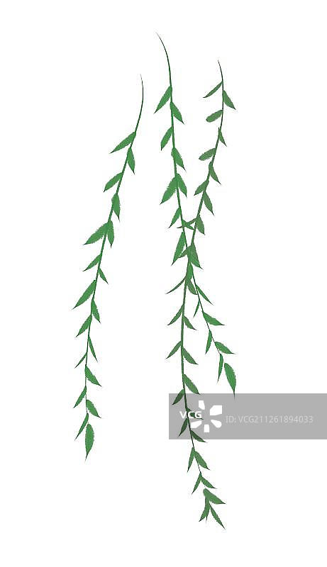 三条柳树枝交叉图片素材