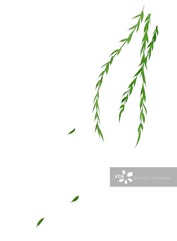 嫩绿色柳枝加散落树叶图片素材