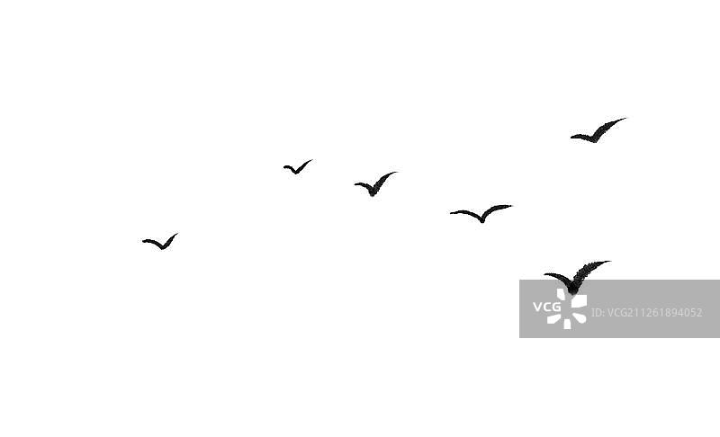 一群鸟图片素材