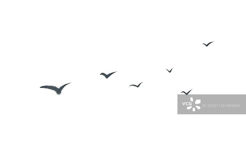 又一群鸟图片素材