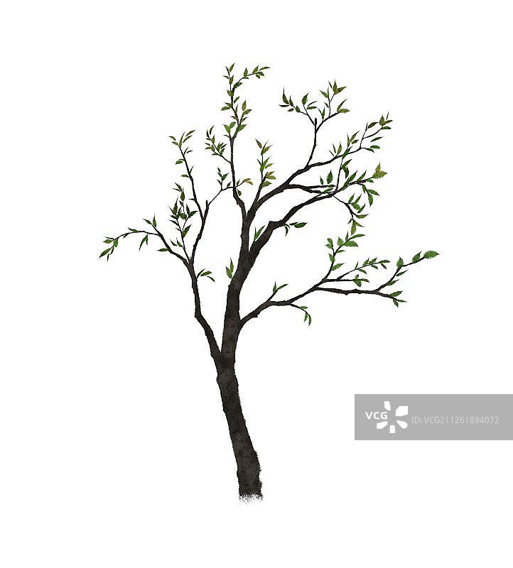 小树图片素材