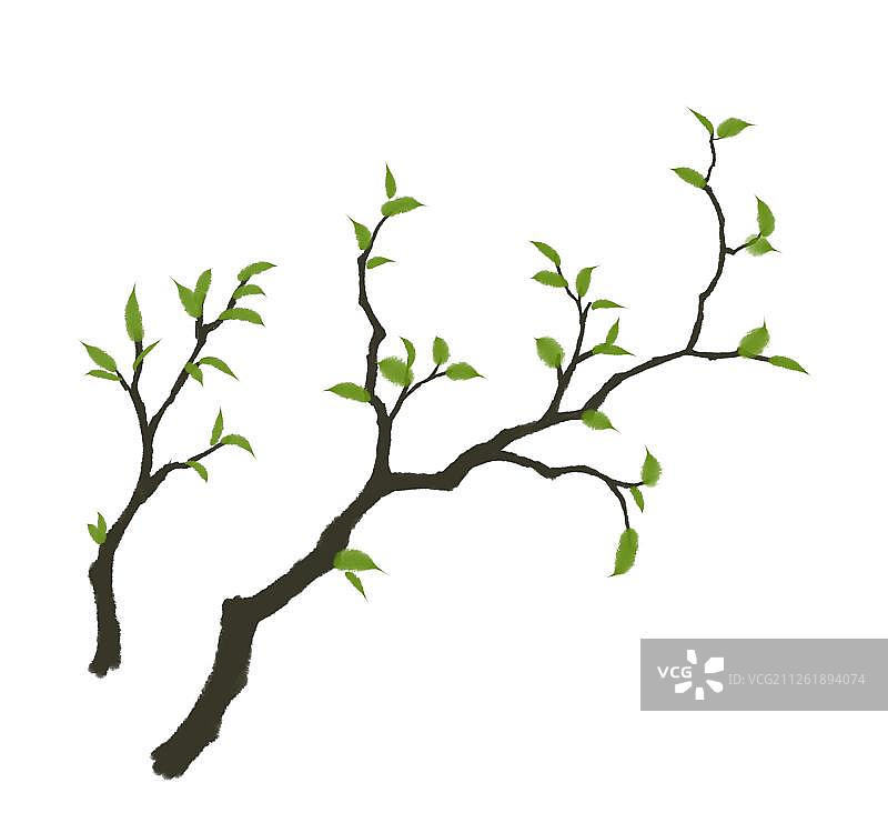 两个树枝图片素材