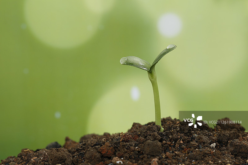 嫩芽图片素材