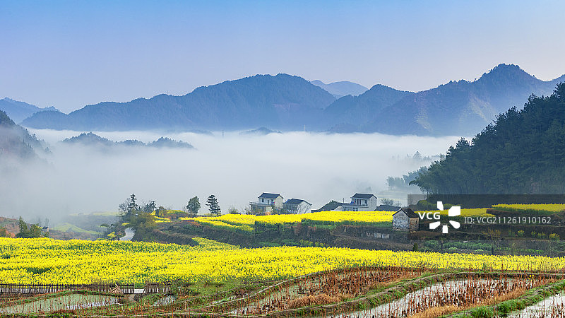 安徽省绩溪县家朋乡尚村 生态农村 油菜花 江南春天下乡村 振图片素材