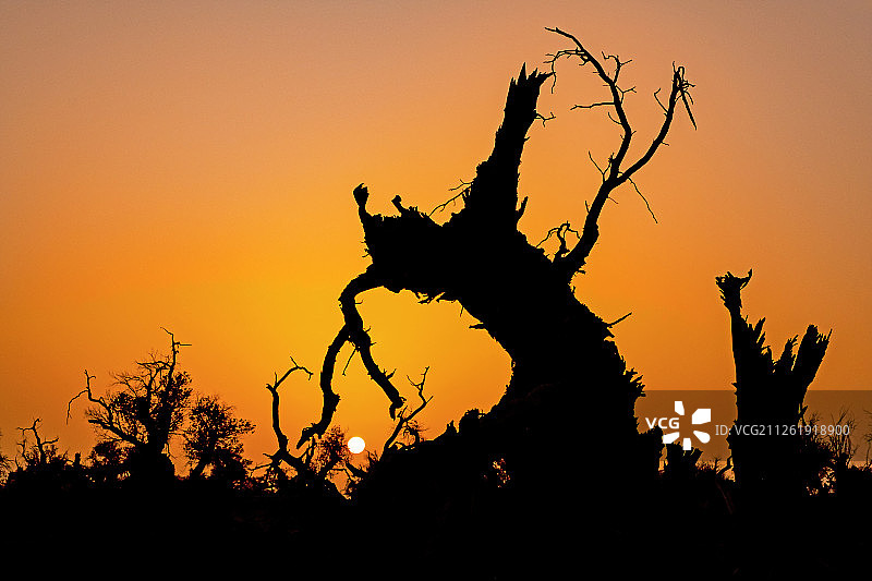 胡杨~~打起手鼓跳起舞图片素材