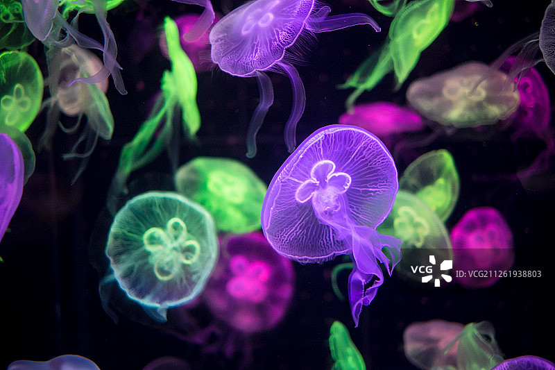 彩色水母图片素材