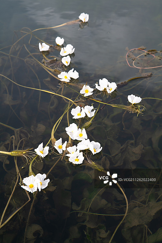 泸沽湖水性杨花（波叶海菜花）图片素材