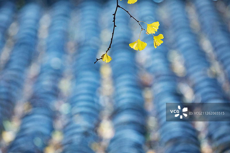 腾冲银杏村图片素材