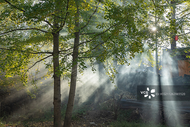 腾冲银杏村图片素材