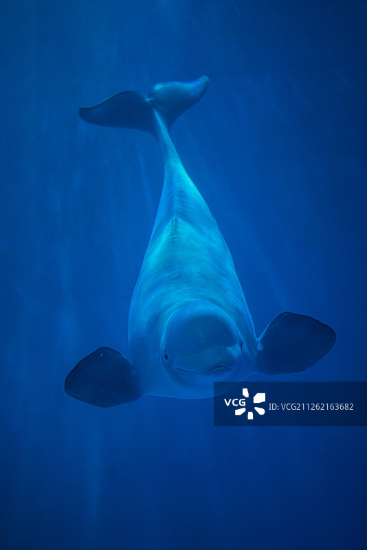 海洋里游动的白鲸图片素材