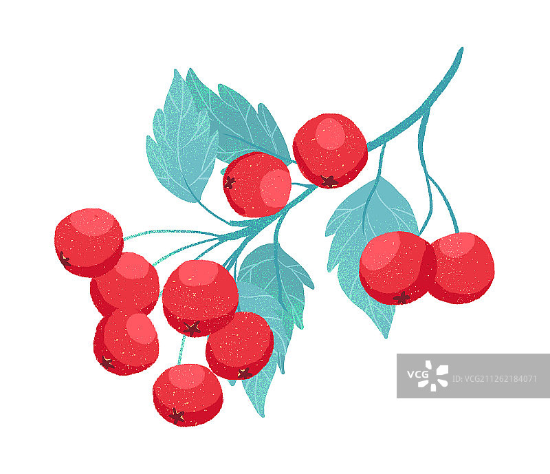缀满红色鲜艳山楂的山楂枝手绘插画图片素材