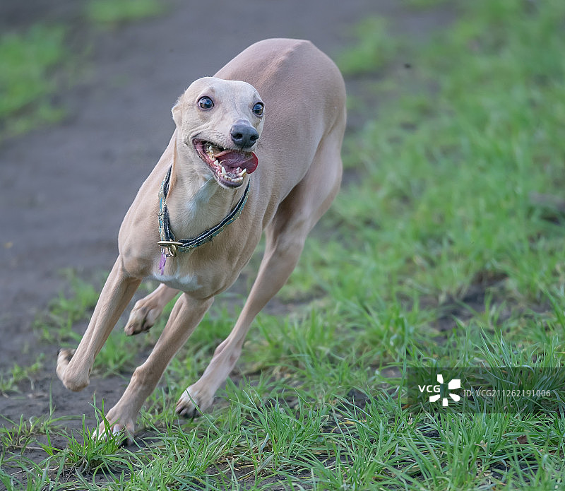 奔跑中的惠比特犬图片素材