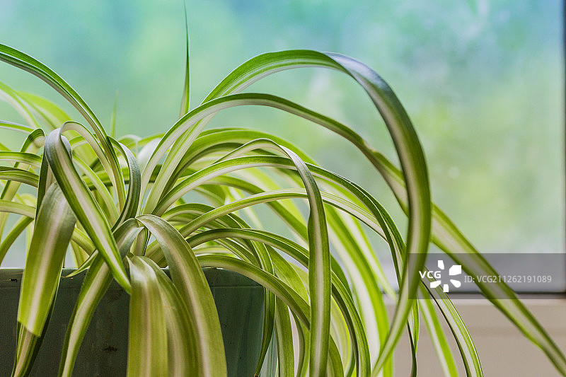 蓝背景盆栽吊兰特写图片素材