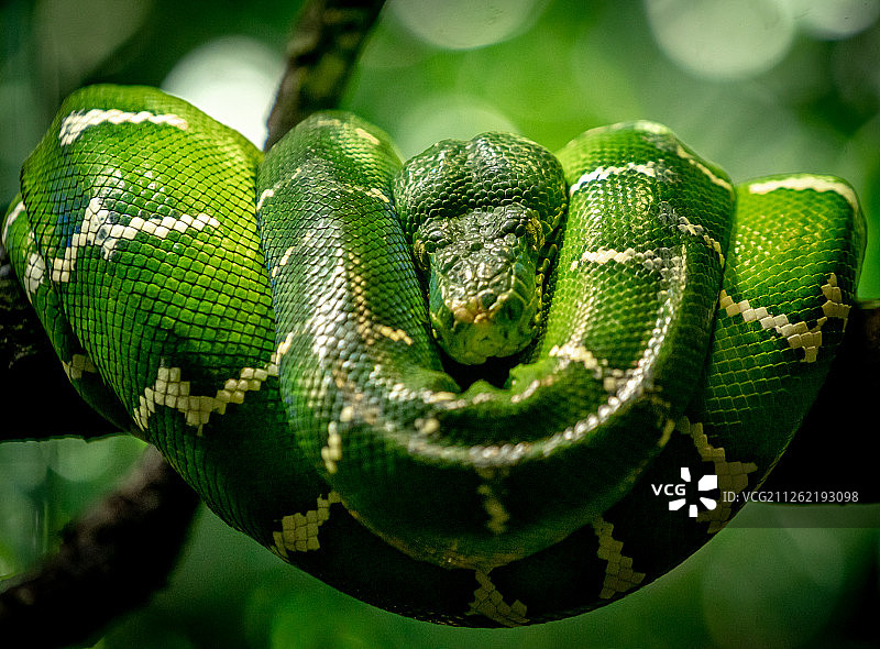 绿树蟒图片素材