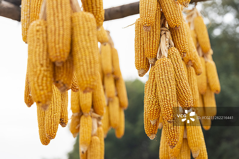 秋天丰收的玉米图片素材