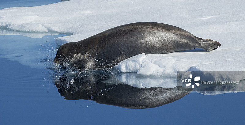 髯海豹图片素材